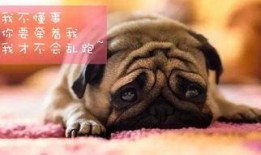 巴哥最新爆料信息视频,揭秘视频背后的惊人真相