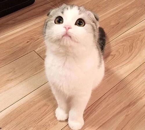 娱乐吃瓜君折耳猫原视频,折耳猫原视频背后的故事